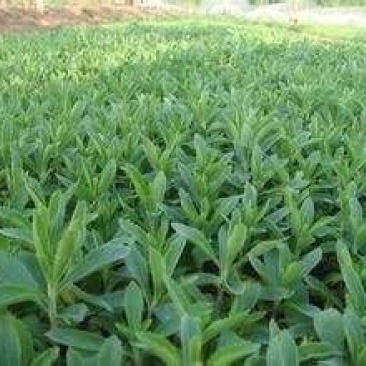 甜叶菊