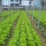 白菜苔10~15厘米