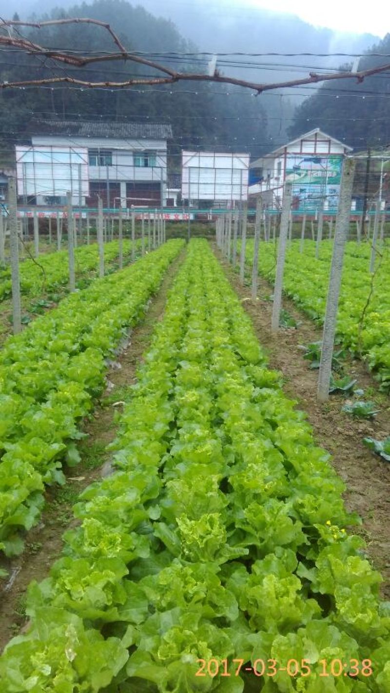 白菜苔10~15厘米