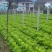 白菜苔10~15厘米