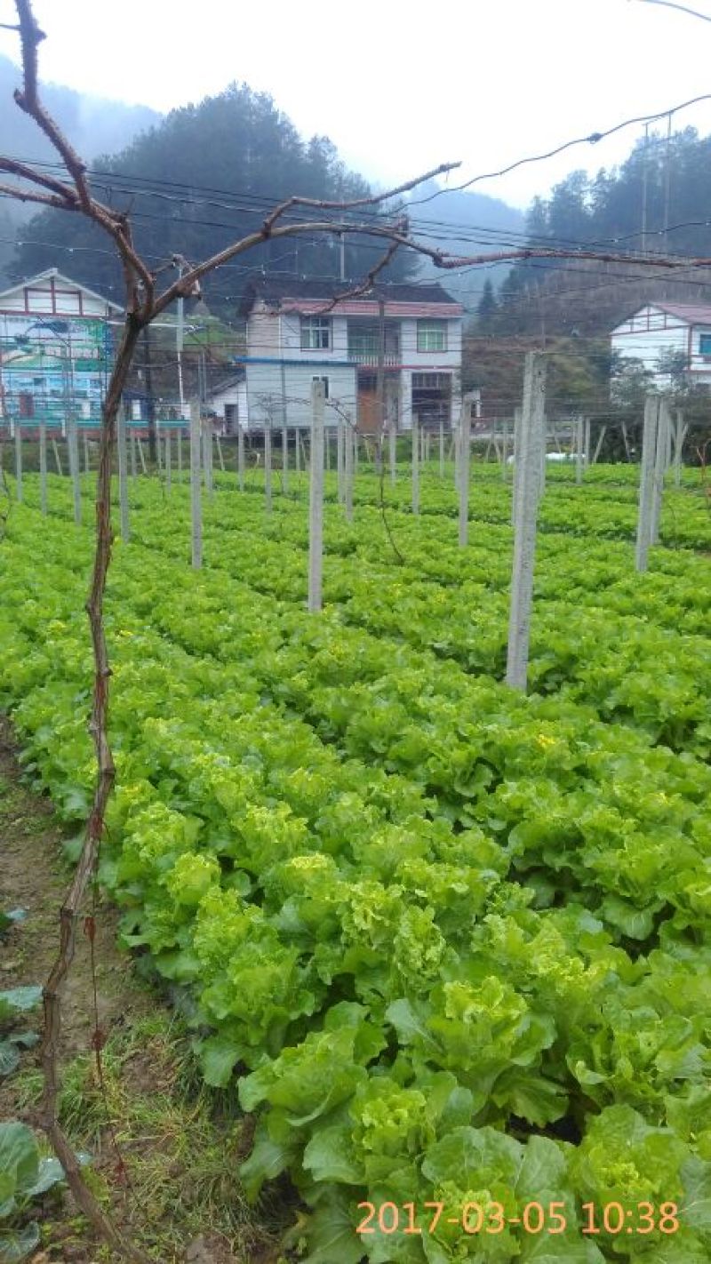 白菜苔10~15厘米