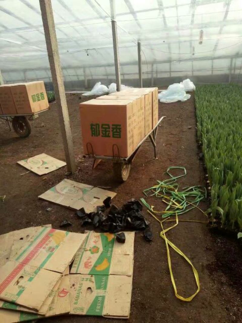 郁金香20~基地直发量大从优欢迎实地考察合作