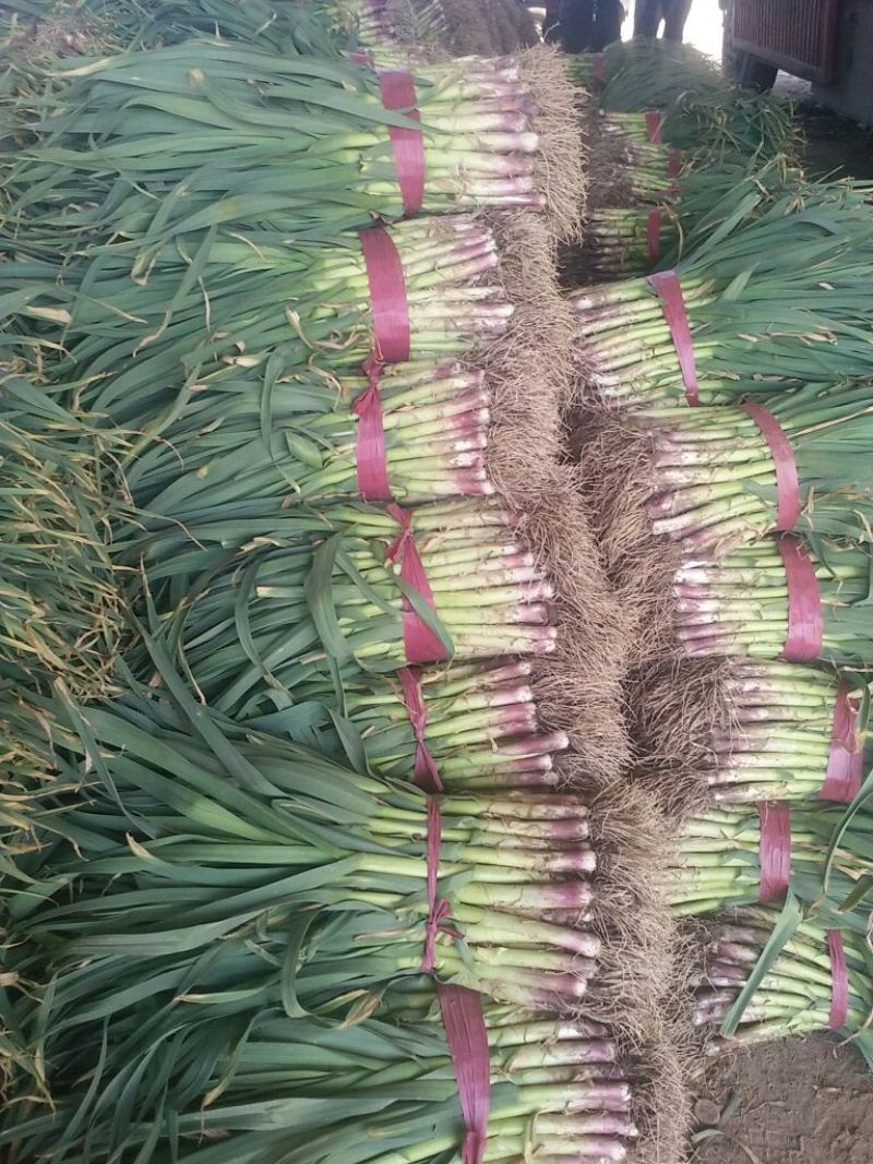 红根蒜苗50~60cm产地直销，质优价廉。欢迎采购