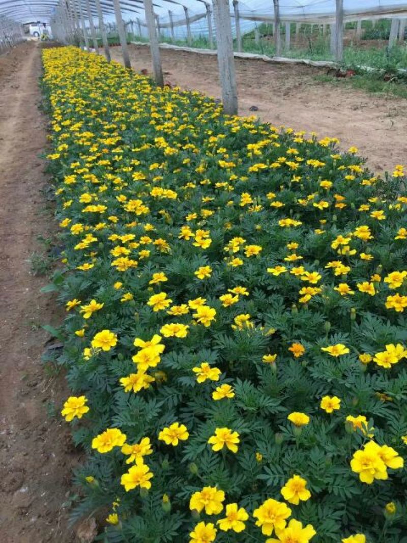 孔雀草基地直发量大从优欢迎实地考察合作