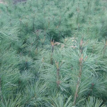 华山松80~100cm