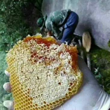 蜂蜜1斤