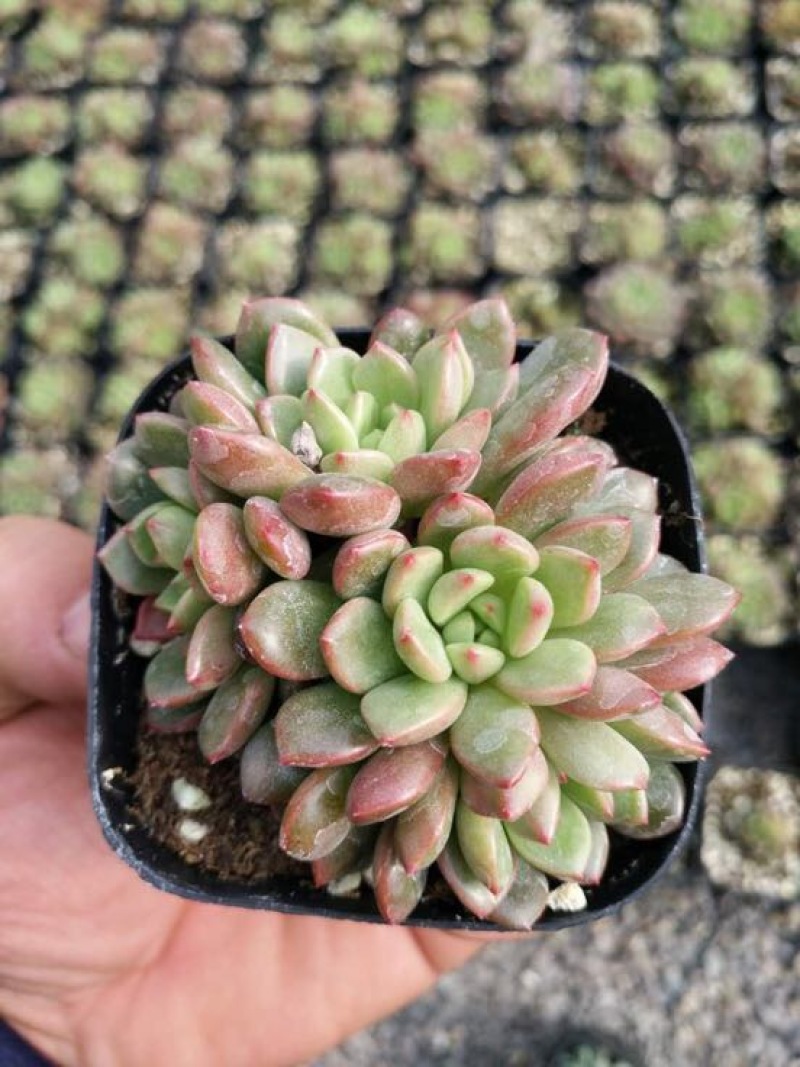多肉植物