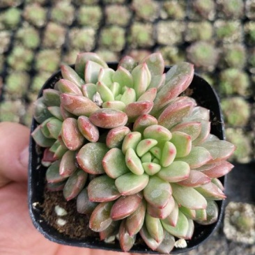 多肉植物