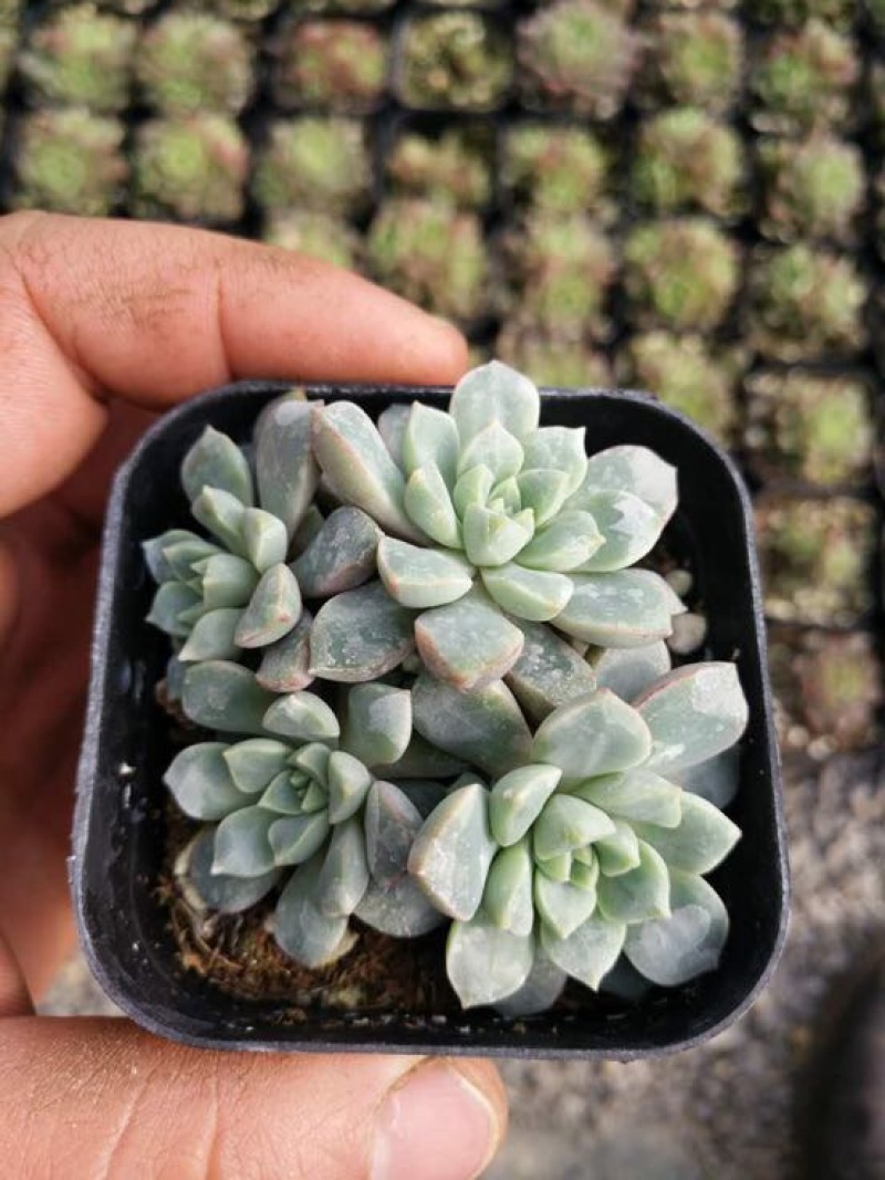 多肉植物