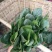 大叶菠菜25~30厘米