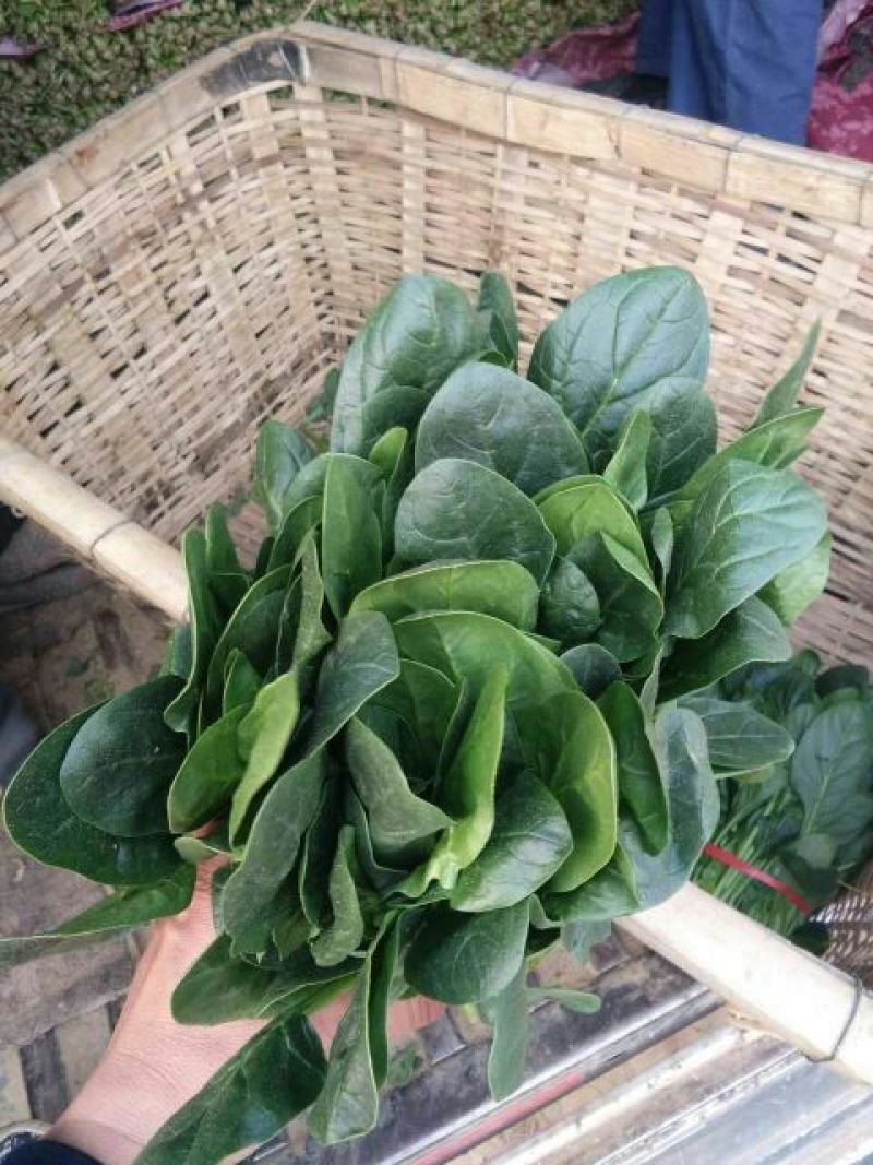 大叶菠菜25~30厘米