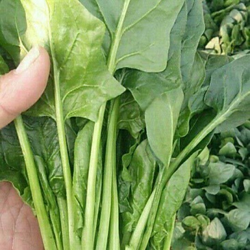 大叶菠菜25~30厘米