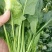 大叶菠菜25~30厘米