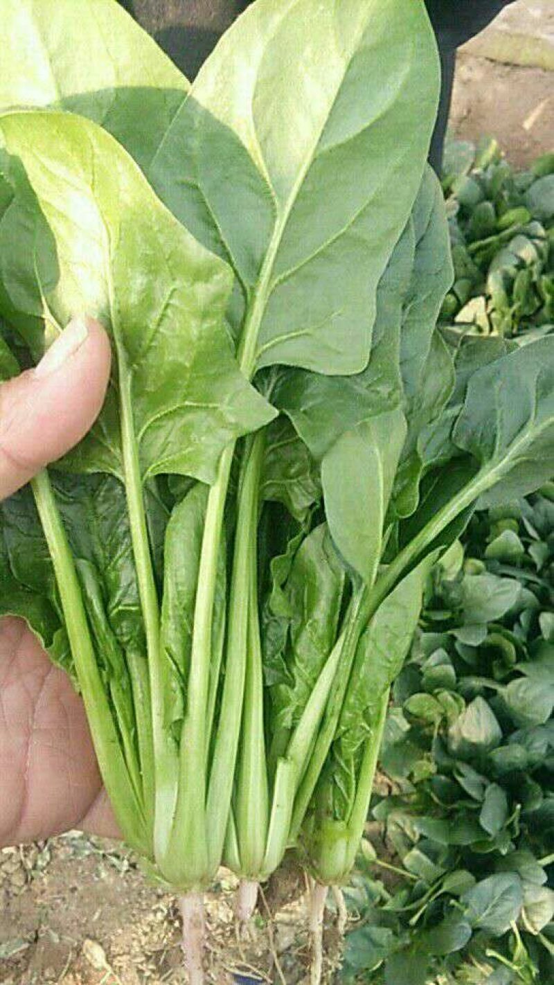 大叶菠菜25~30厘米