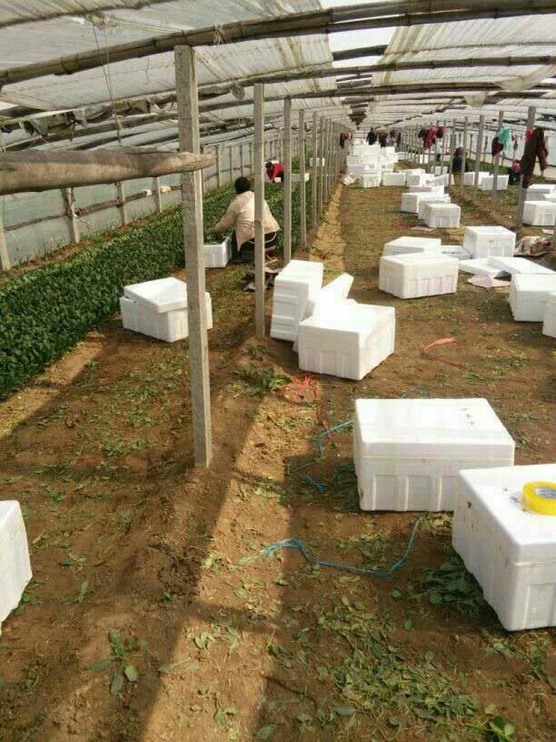 大叶菠菜25~30厘米