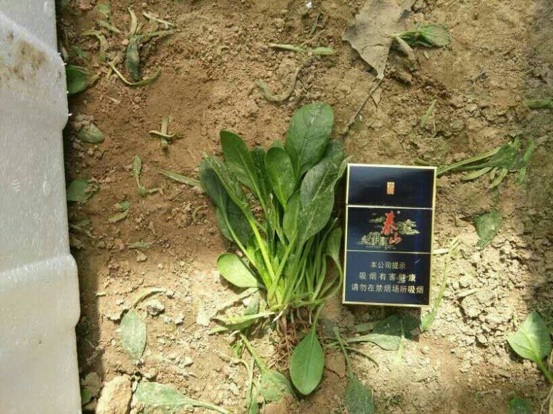 大叶菠菜25~30厘米