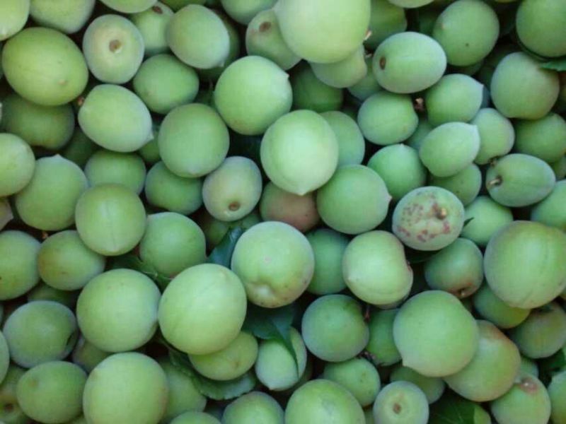 青梅青竹梅手工选摘陆河万亩梅园种植基地