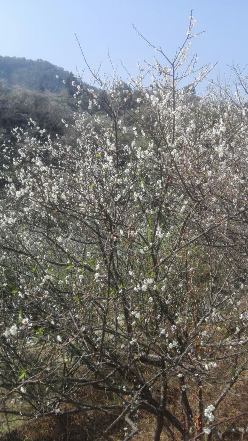 青梅青竹梅手工选摘陆河万亩梅园种植基地