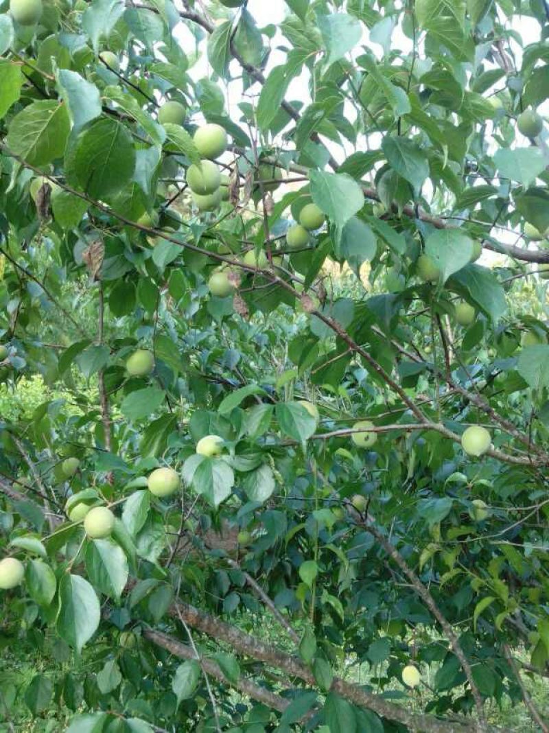 青梅青竹梅手工选摘陆河万亩梅园种植基地