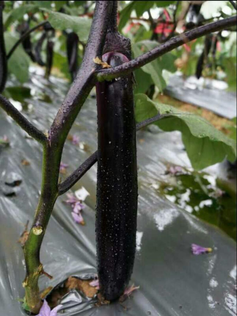 紫红长茄植生苗：茄子苗：广茄苗，牛场直供全基质穴盘苗