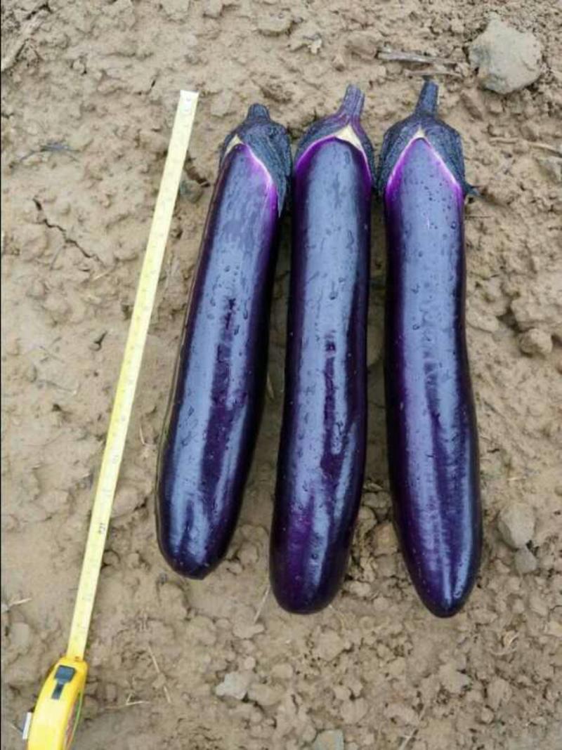 紫红长茄植生苗：茄子苗：广茄苗，牛场直供全基质穴盘苗