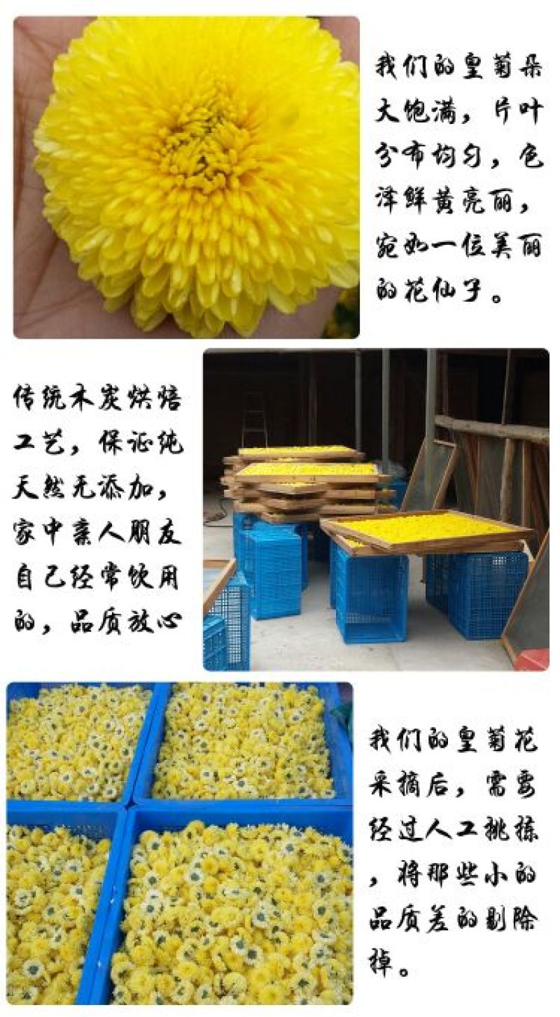 皇菊茶一级