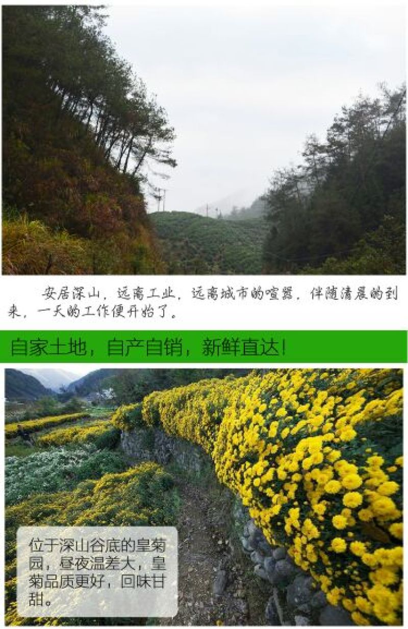 皇菊茶一级