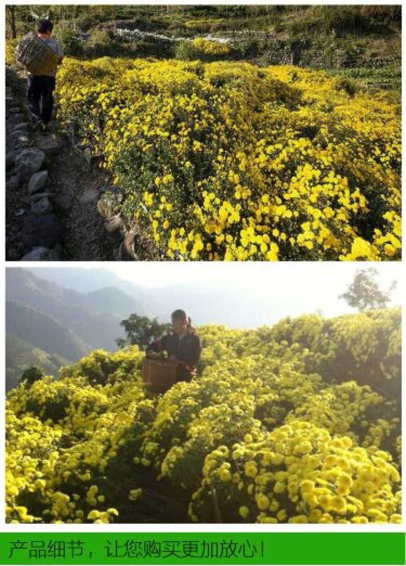 皇菊茶一级
