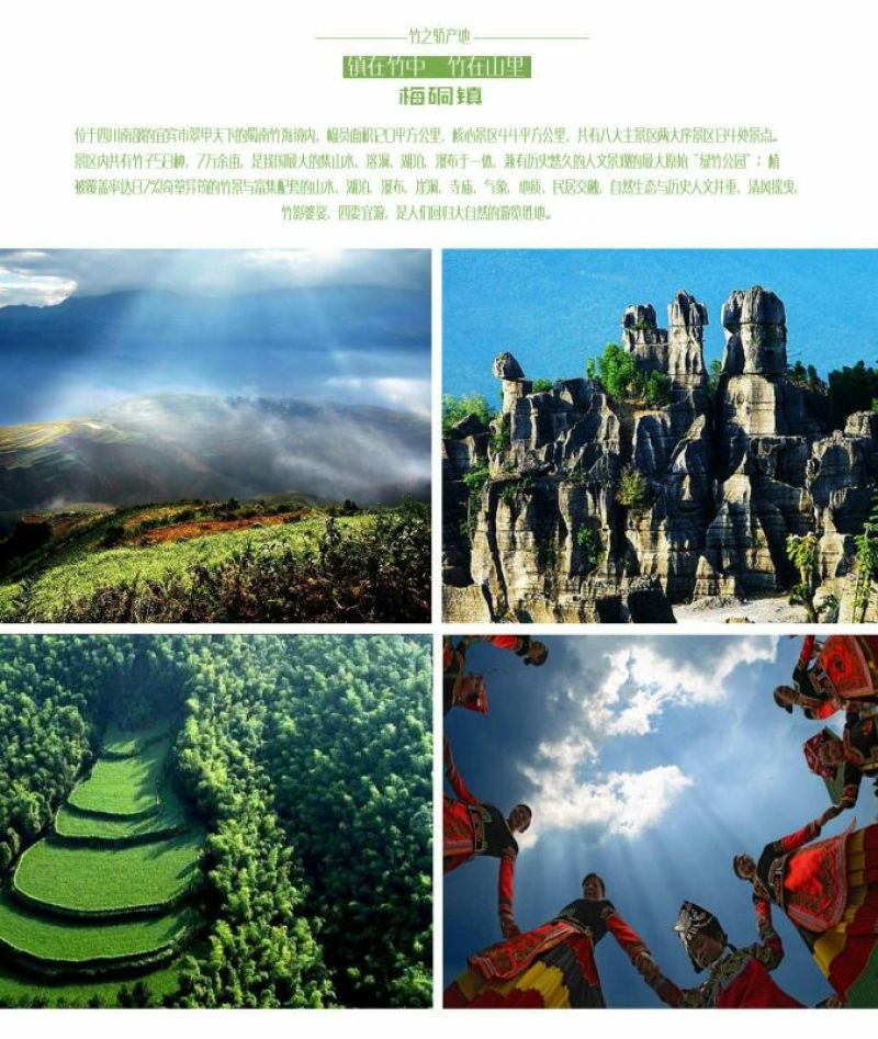 竹燕窝