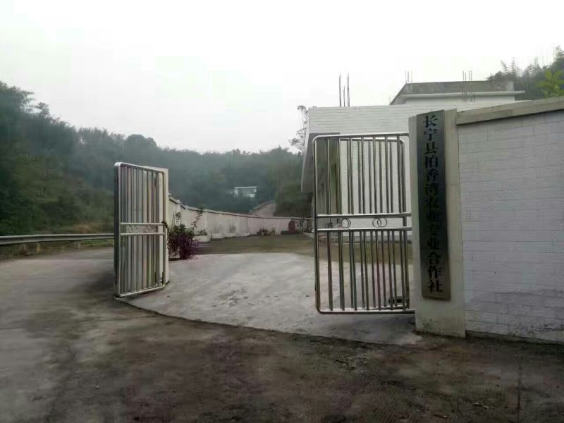 竹燕窝