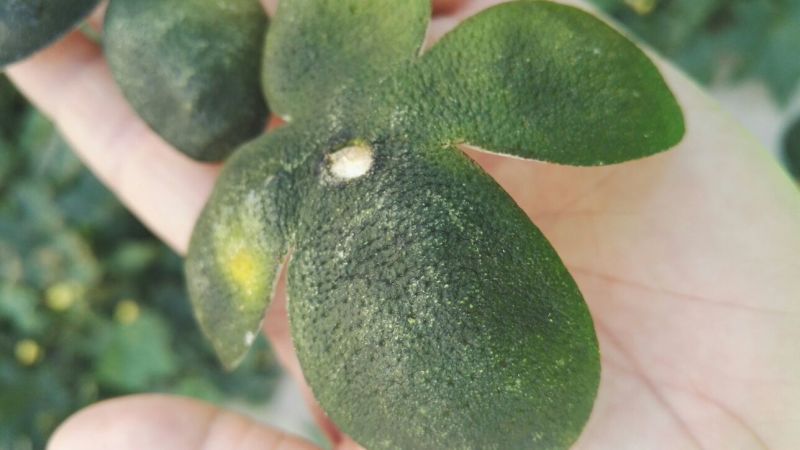 青皮四花