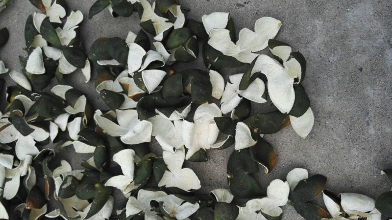 青皮四花