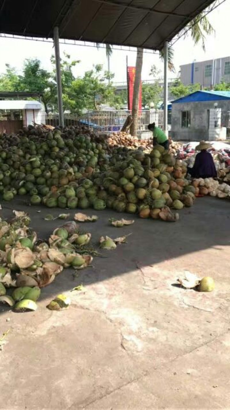 椰青5~6斤