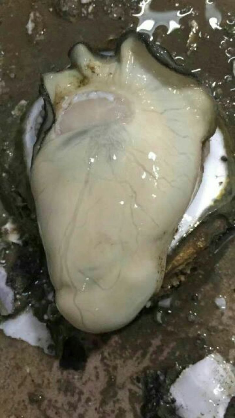湛江肥蚝产地供应包肥稳定场地视频货原
