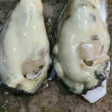 湛江肥蚝产地供应包肥稳定场地视频货原