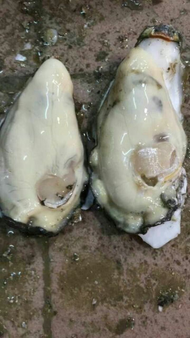湛江肥蚝产地供应包肥稳定场地视频货原