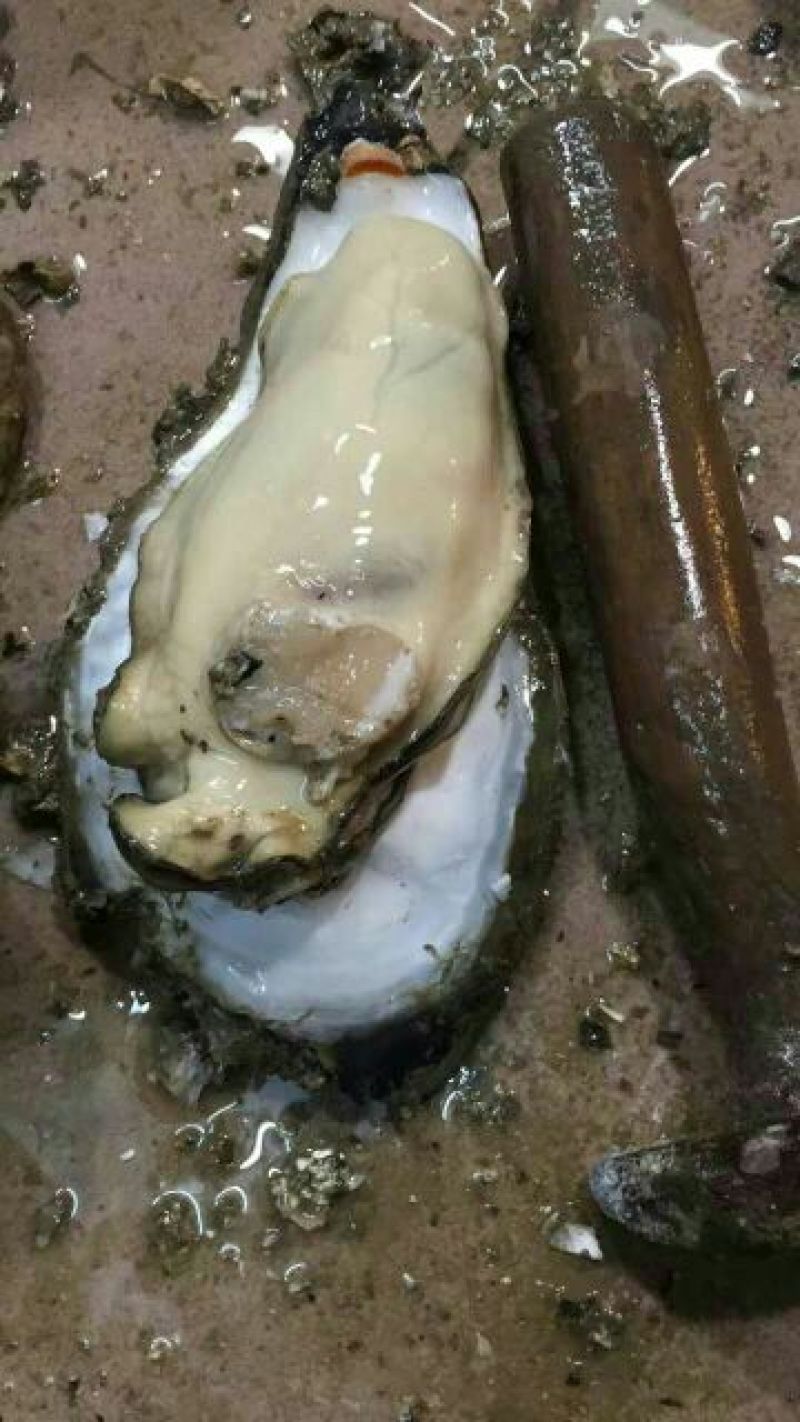 湛江肥蚝产地供应包肥稳定场地视频货原
