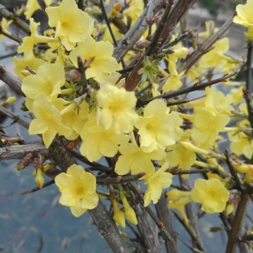 连翘树0.5~3cm10~180cm