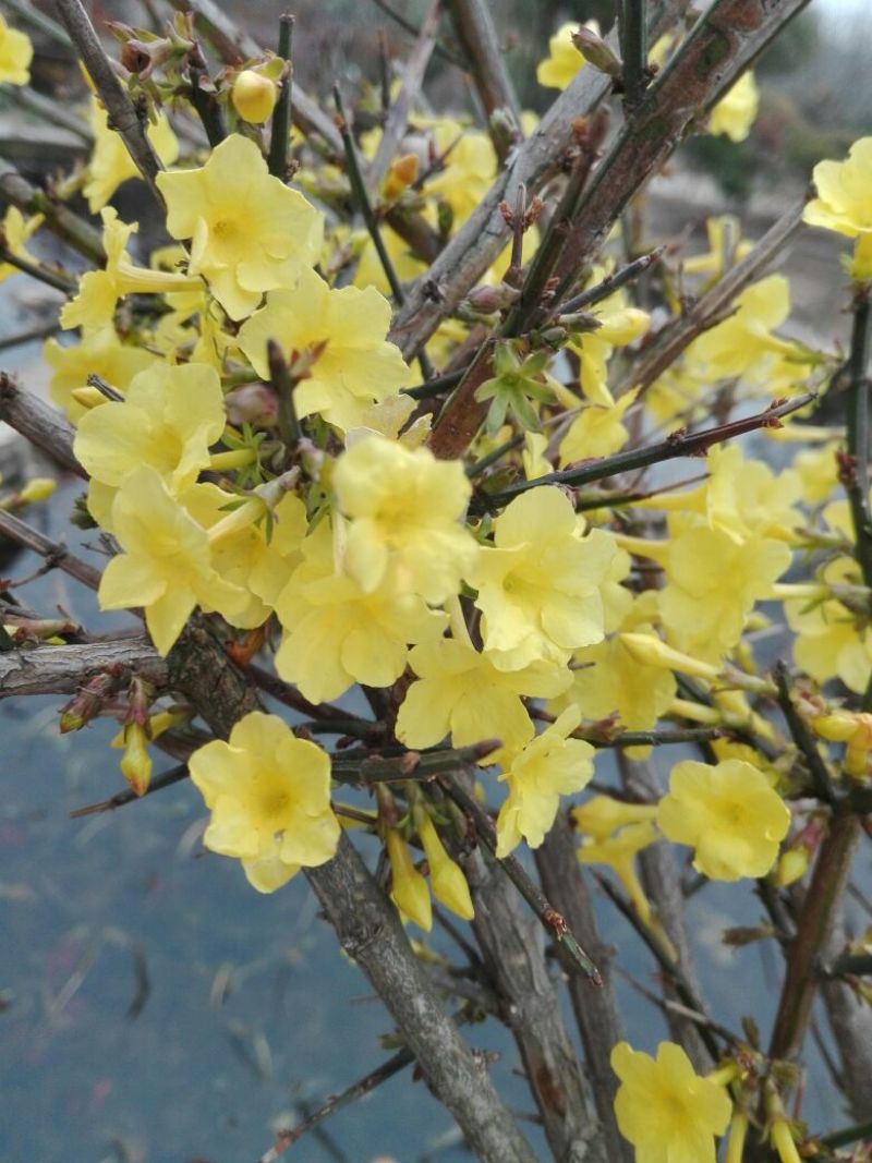 连翘树0.5~3cm10~180cm