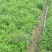芦篙20公分高苗子地栽