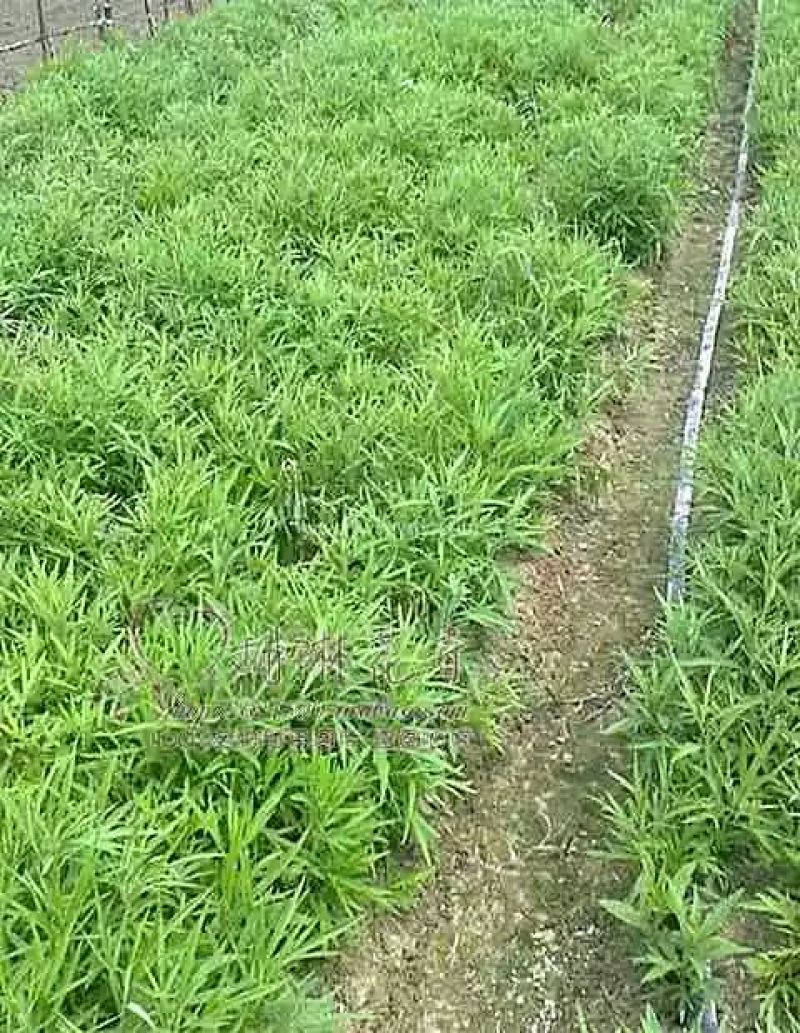 芦篙20公分高苗子地栽