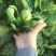 越冬菠菜