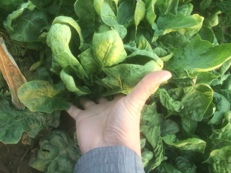 越冬菠菜
