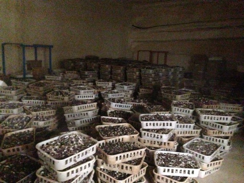 黑皮鸡枞菌层架栽培技术菌包管理基地栽培技术
