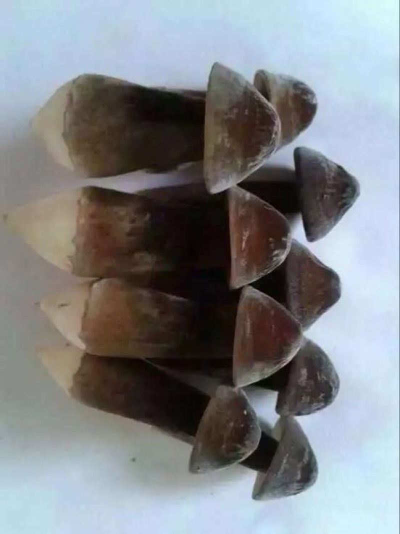 黑皮鸡枞菌层架栽培技术菌包管理基地栽培技术