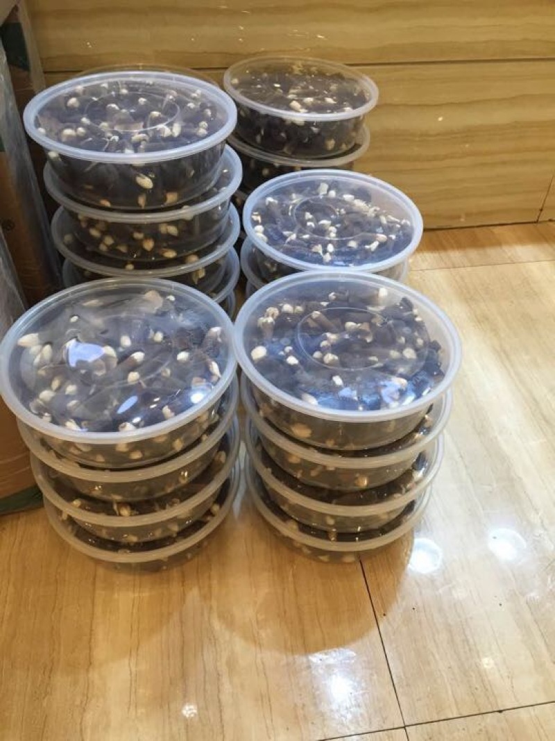 黑皮鸡枞菌层架栽培技术菌包管理基地栽培技术