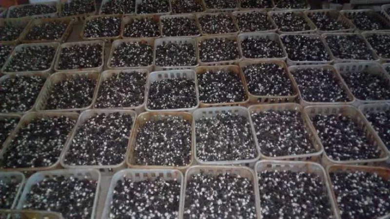 黑皮鸡枞菌层架栽培技术菌包管理基地栽培技术