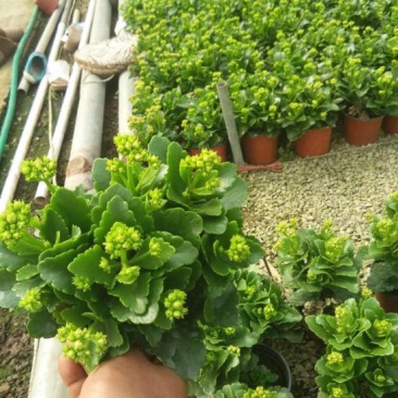 长寿花