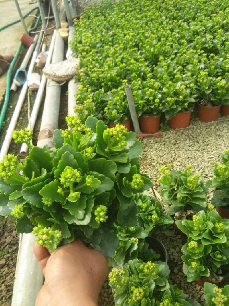 长寿花