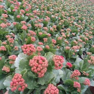 长寿花